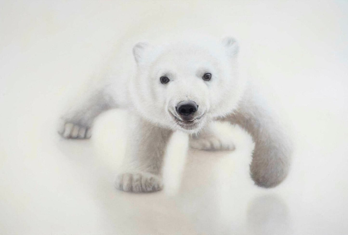 Polar Bear