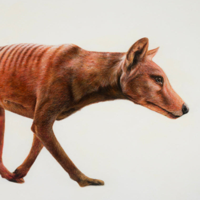 Tasmanian Tiger aka Thylacine
