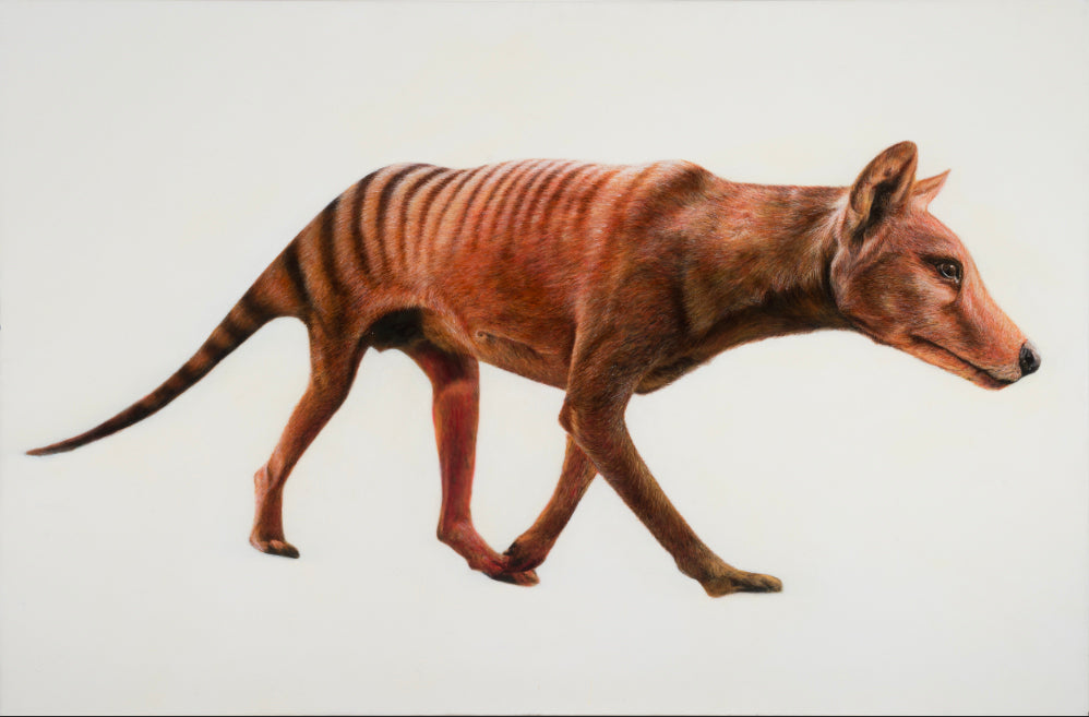 Tasmanian Tiger aka Thylacine, 2019 - limited first edition print