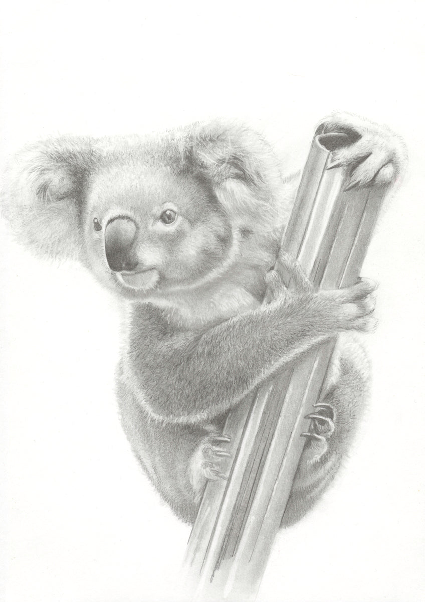 Koala