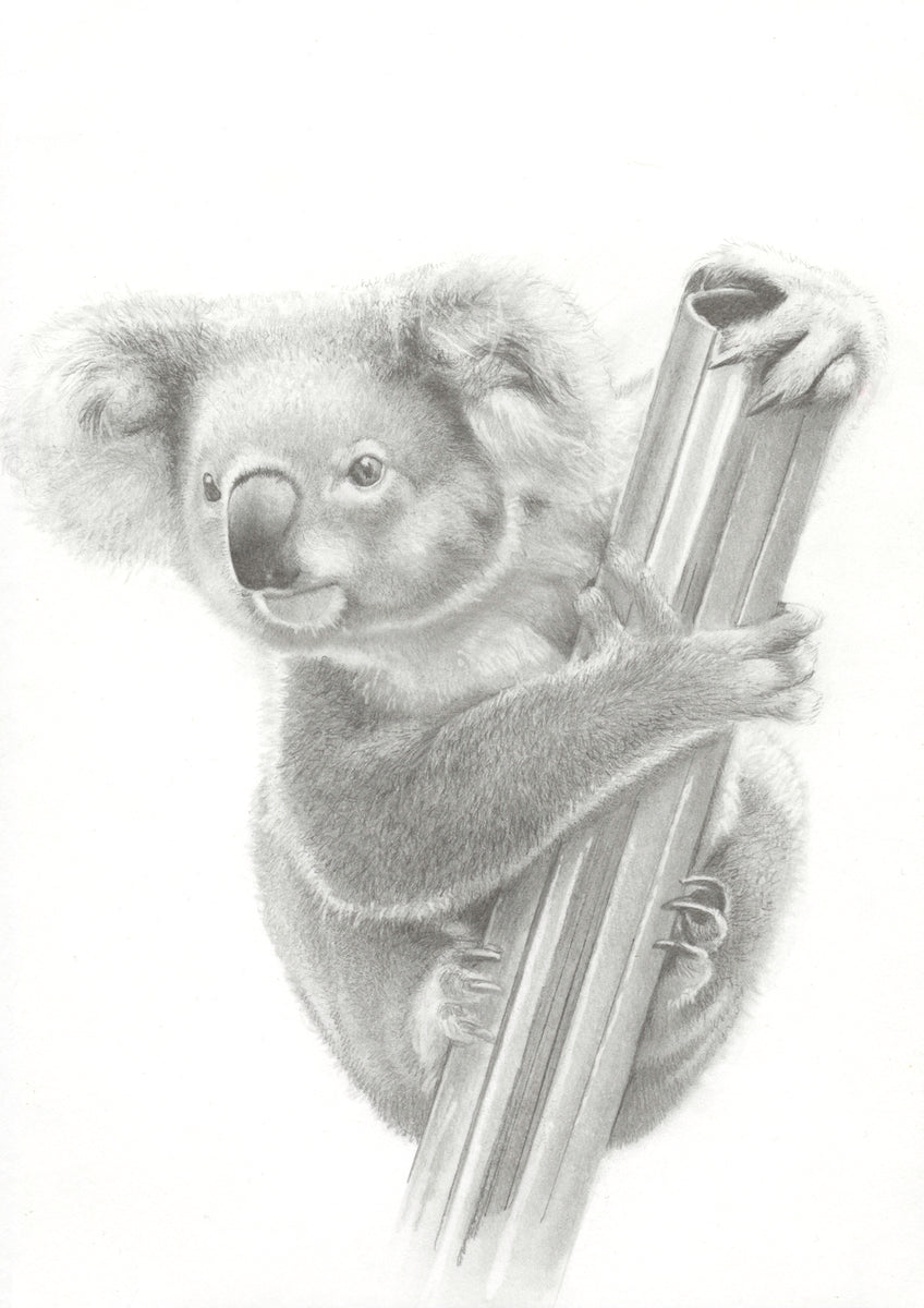 Koala