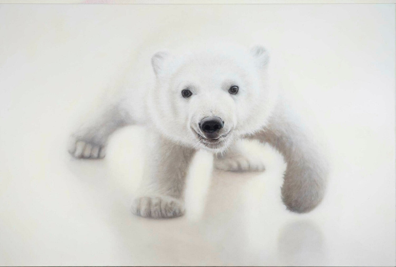 Polar Bear
