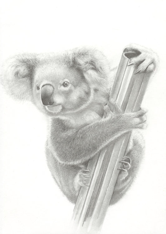 Koala