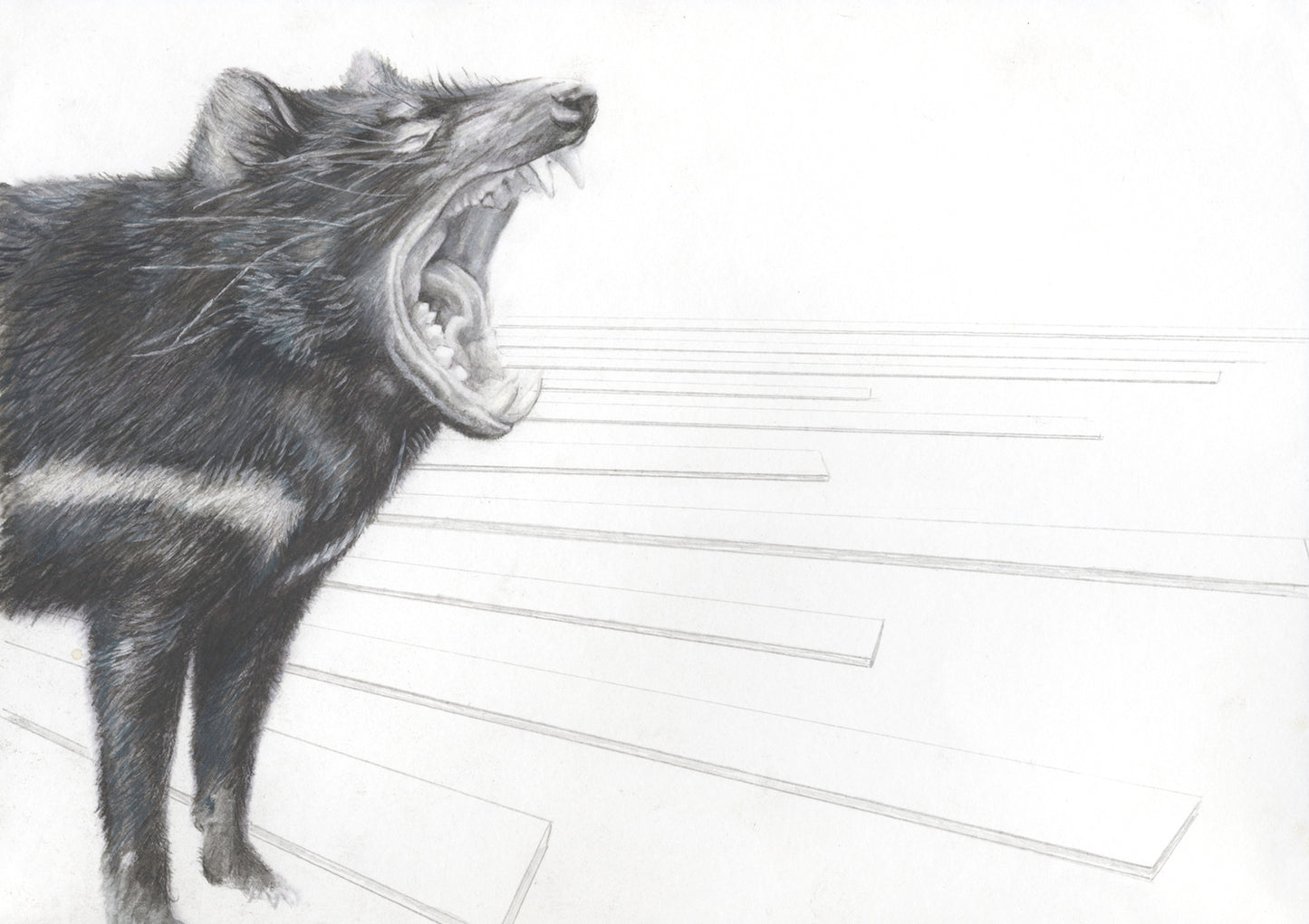 Tasmanian Devil