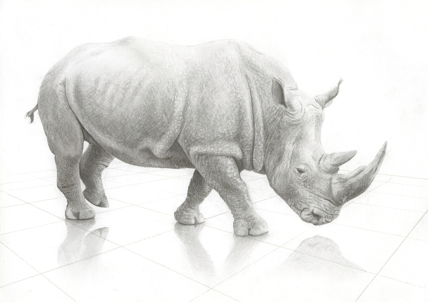 Rhino
