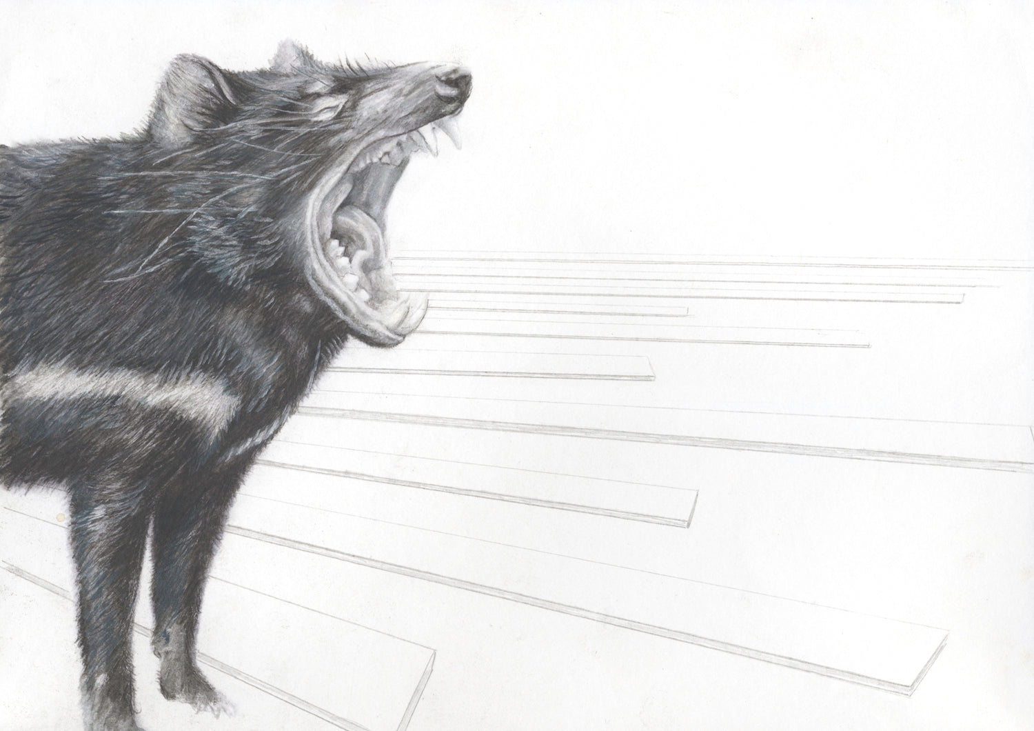 Tasmanian Devil